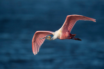 Canvas Print - A bright pink Roseate Spoonbill flies over bright blue water on a sunny day.