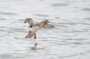 Canvas Print - A Red-breasted Merganser landing in the ocean water on an overcast cloudy day.