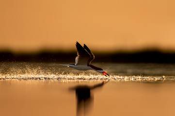 Canvas Print - A Black Skimmer flying with a splash of minnows errupting from the water as it flies over glowing in the sunrise light.