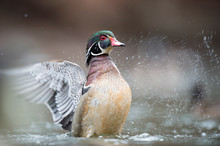 A Colorful Male Wood Duck Flapts Its Wings While In Shallow Water On In Soft Light On An Overcast Day.