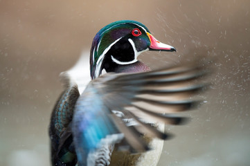 Canvas Print - A colorful male Wood Duck flapts its wings while in shallow water on in soft light on an overcast day.