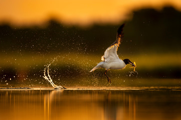 Wall Mural - Laughing Gull takes off from the water with a big splash and a crab in its beak glowing in the golden sunlight.