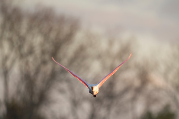 Canvas Print - A bright pink Roseate Spoonbill flying with its wings stretched out in the early morning sunlight.