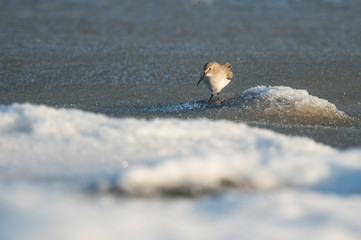 Wall Mural - a dunlin stands on a small rock in icy water on a cold winter day in the bright sunlight.