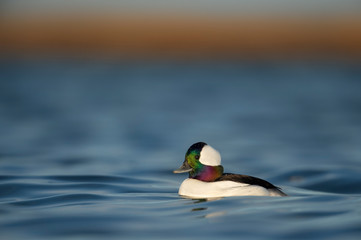 Wall Mural - A male Bufflehead duck swims in the bright blue water in the early morning sunlight with its irridescent head showing off colors.