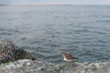 Canvas Print - A scenic view of a small Ruddy Turnstone perched on jetty rocks with the ocean water in the background in soft overcast light.