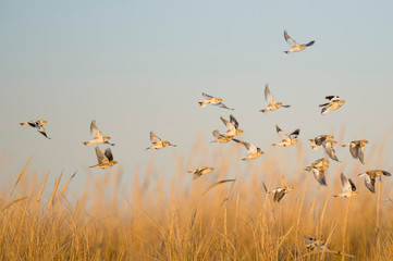 Wall Mural - A flock of Snow Buntings flying and landing in the golden dune grasses in the bright sunlight.