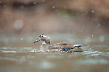 Poster - Female Wood Duck swims in a small creek in falling snow with a smooth brown background.