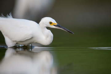 Canvas Print - A Snowy Egret stalks the shallow water in search of food with a dark smooth background.