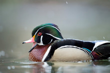 A Male Wood Duck Swims In The Water On A Light Snowing Day In Soft Overcast Light.