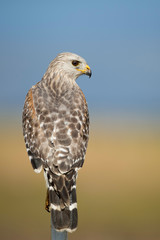 Wall Mural - A close portrait of a Red-shouldered Hawk with a smooth background in bright sunlight with its piercing eyes.