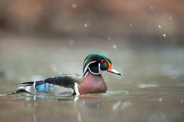 Wall Mural - A male Wood Duck swims in the water on a light snowing day in soft overcast light.