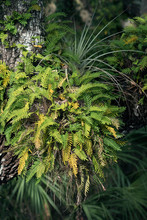 Epiphytes On A Tree Trunk: Fern  And Bromeliad.  Myakka River State Park, Florida, USA