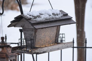 Wall Mural - Winter Bird Feeder