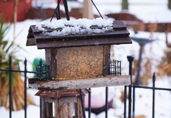 Wall Mural - Winter Bird Feeder