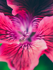 Wall Mural - closeup of pink flower