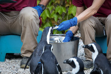 Pinguini A Pranzo Nello Zoo Di Pistoia