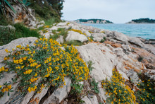 Wild Yellow Flowers On Rock Near Water. Beautiful Landscape With Sea View.