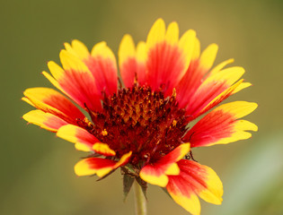 orange flower on green background