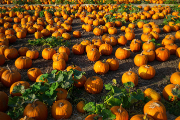 Sunny natural pumpkin patch in Autumn