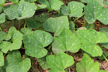 Top view of Pumpkin leaf in garden, organic farm 