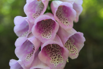 Wall Mural - Foxglove (CA 05769)