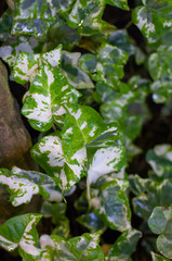 Wall Mural - Ivy plants, leaves of different shades of green, heart shape, texture, background garden