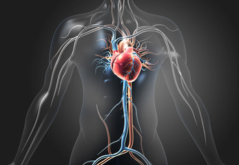 Human heart with blood vessels. 3d illustration