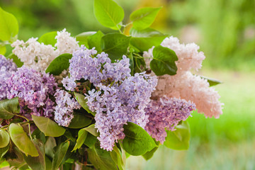 lilac flowers in the vase