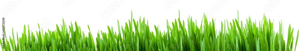 Green spring grass sprouts isolated on white background, wide panorama format for banner - obrazy, fototapety, plakaty 