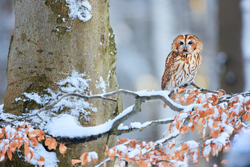 Tawny Owl (Strix aluco) during winter in forest. Bird of prey sitting on a snowy oak tree. Wildlife scene from Germany.