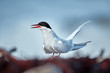Elegant Arctic tern (Sterna paradisaea) sitting on the coast of Varanger fjord. Bird in natural habitat.