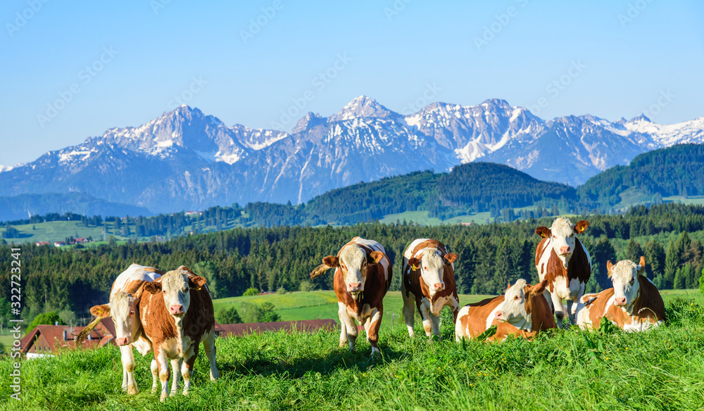 Kuhherde genießt die Morgensonne auf einer Weide im Alpenvorland im Frühling - obrazy, fototapety, plakaty 