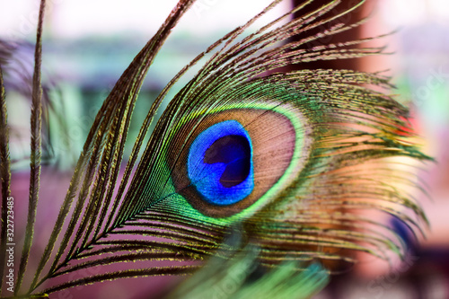 Foto-Plissee zum Schrauben - beautiful close up peacock feather (von dharmapocan)