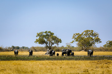 Canvas Print - Elefant