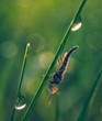 Insect