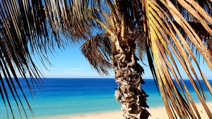 palm tree on the beach