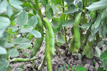 Sticker - On the stem of the bean  (Vicia faba) ripen pods