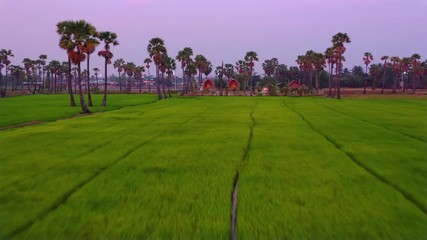 Wall Mural - 4k Sugar palm at sunset in Thailand