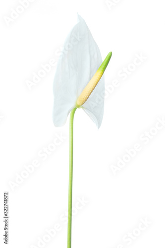 Single beautiful anthurium flower.