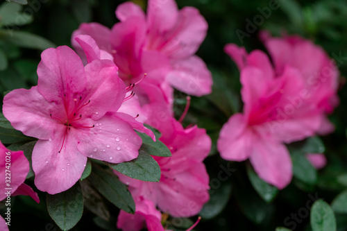 Dew on flowers after rain.