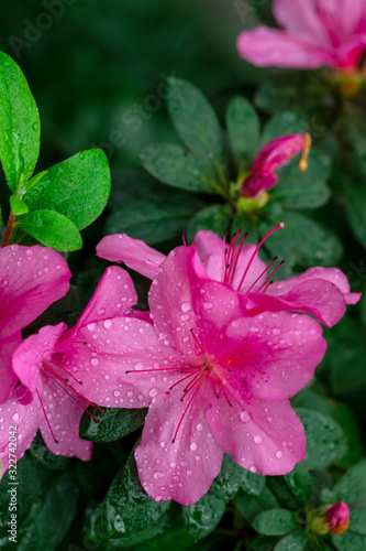 Dew on flowers after rain.