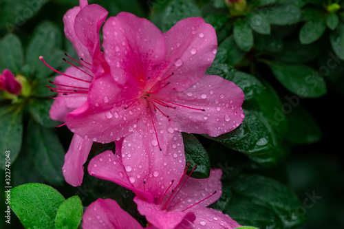 Dew on flowers after rain.