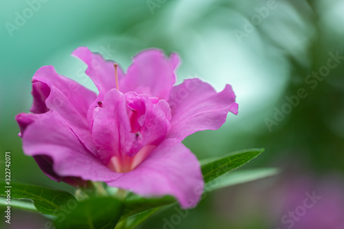 Azaleas tropical flower.