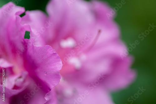 Azaleas tropical flower.