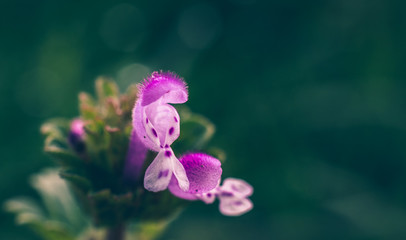 wild flowers