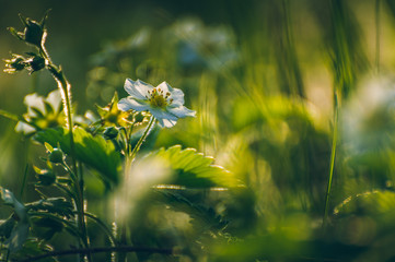 wild flowers