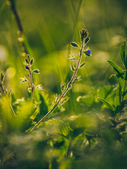 Wild flowers