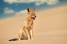 Isolated African Canid, Black Backed Jackal, Canis Mesomelas, Hunting On The Sand Dune Against Blue Sky . Low Angle, African Wildlife Photography Theme, Traveling Dorob National Park, Namibia.
