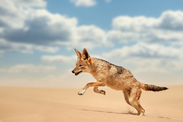 isolated african canid, black backed jackal, canis mesomelas, hunting on the sand dune against blue 